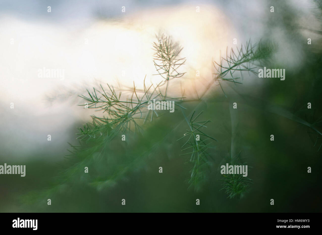 Close-up of green plant Banque D'Images