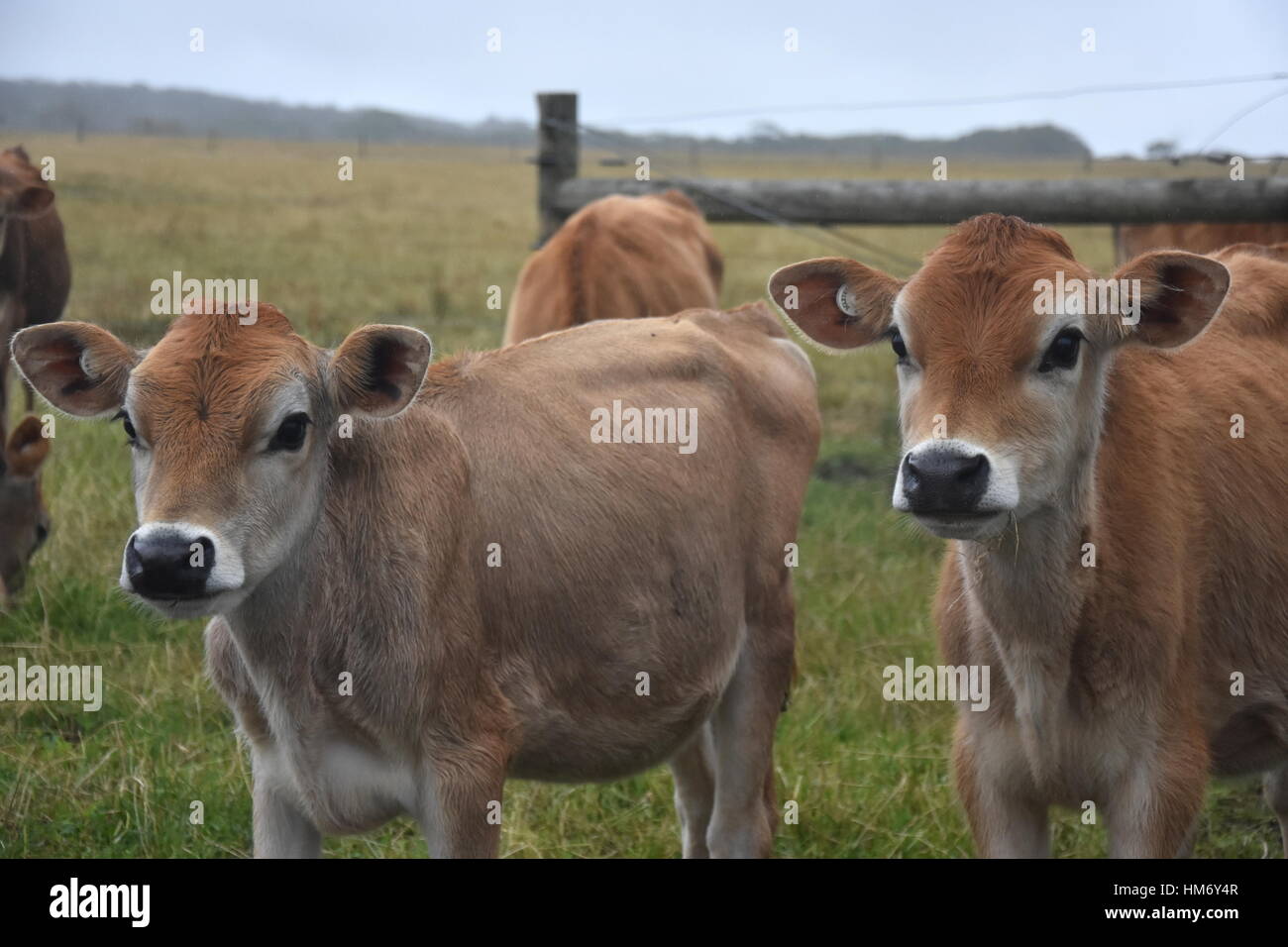 Les vaches au pâturage Corral. Troupeau de vaches sur les pâturages. Vaches qui paissent à l'extérieur. Des animaux domestiques en bonne santé sur les pâturages d'été. Troupeau de jeunes veaux looki Banque D'Images