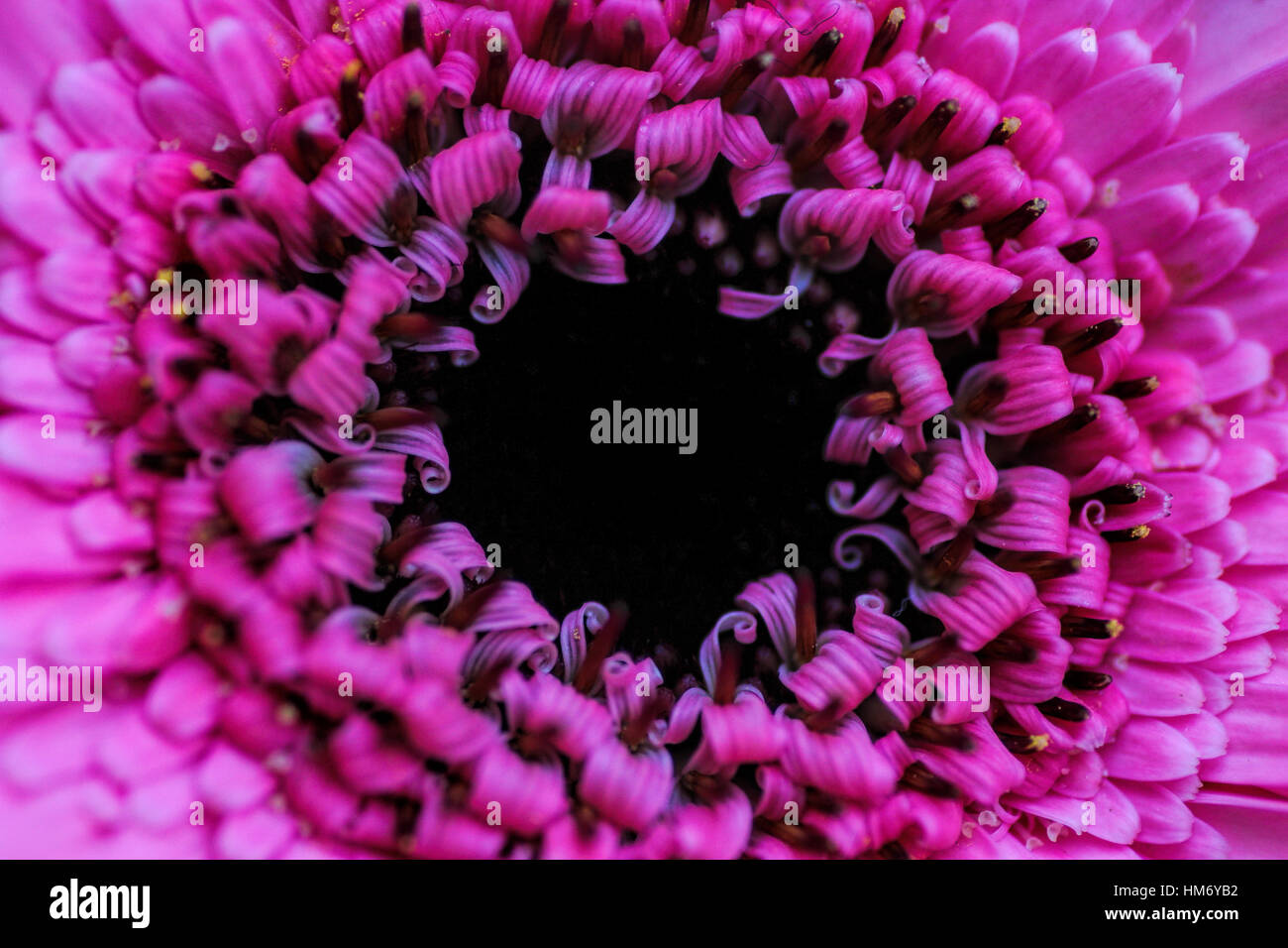 Libre d'une magnifique fleur rose de près. Banque D'Images