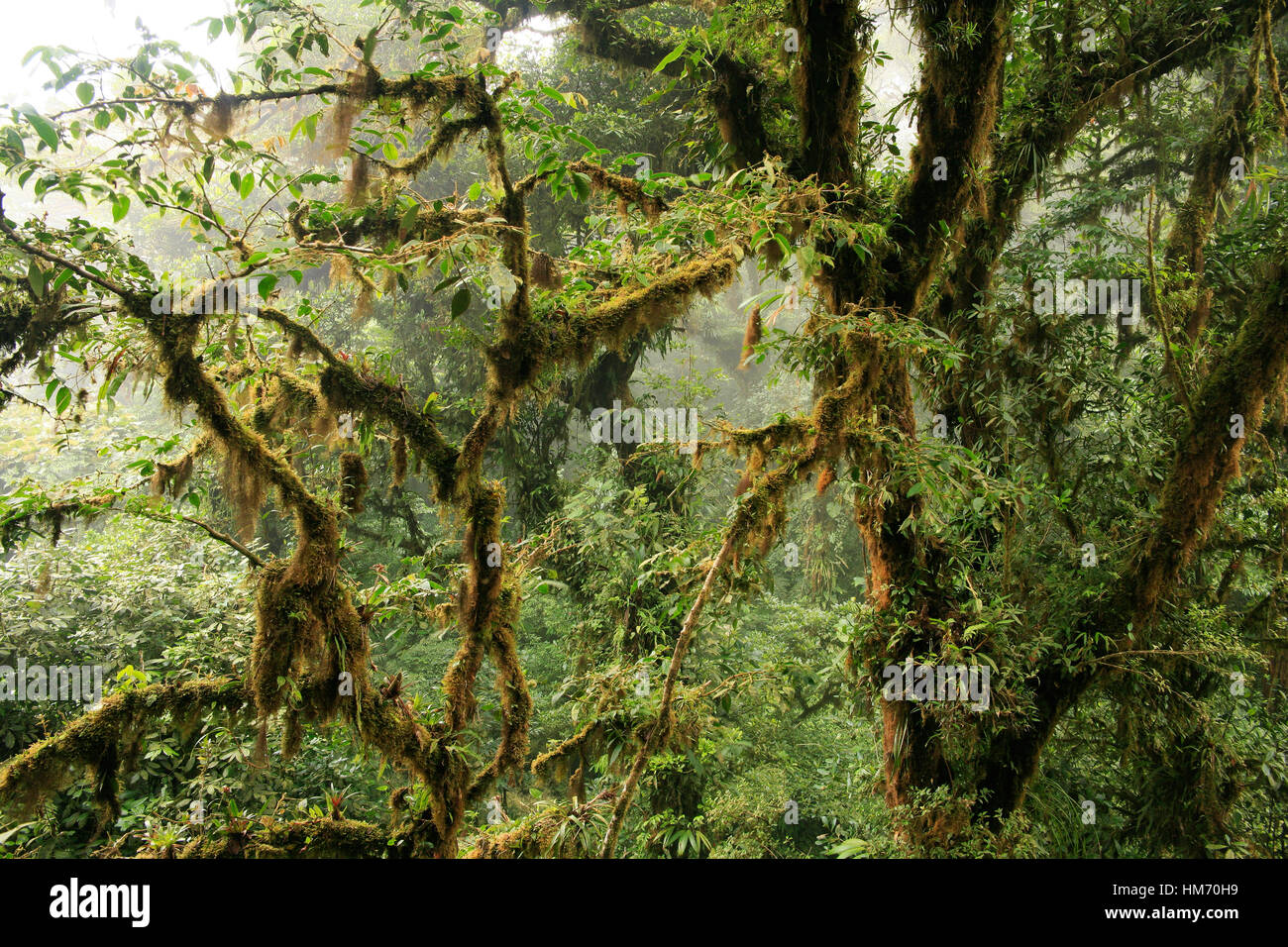 Préserver la forêt nuageuse de Monteverde, Costa Rica Banque D'Images