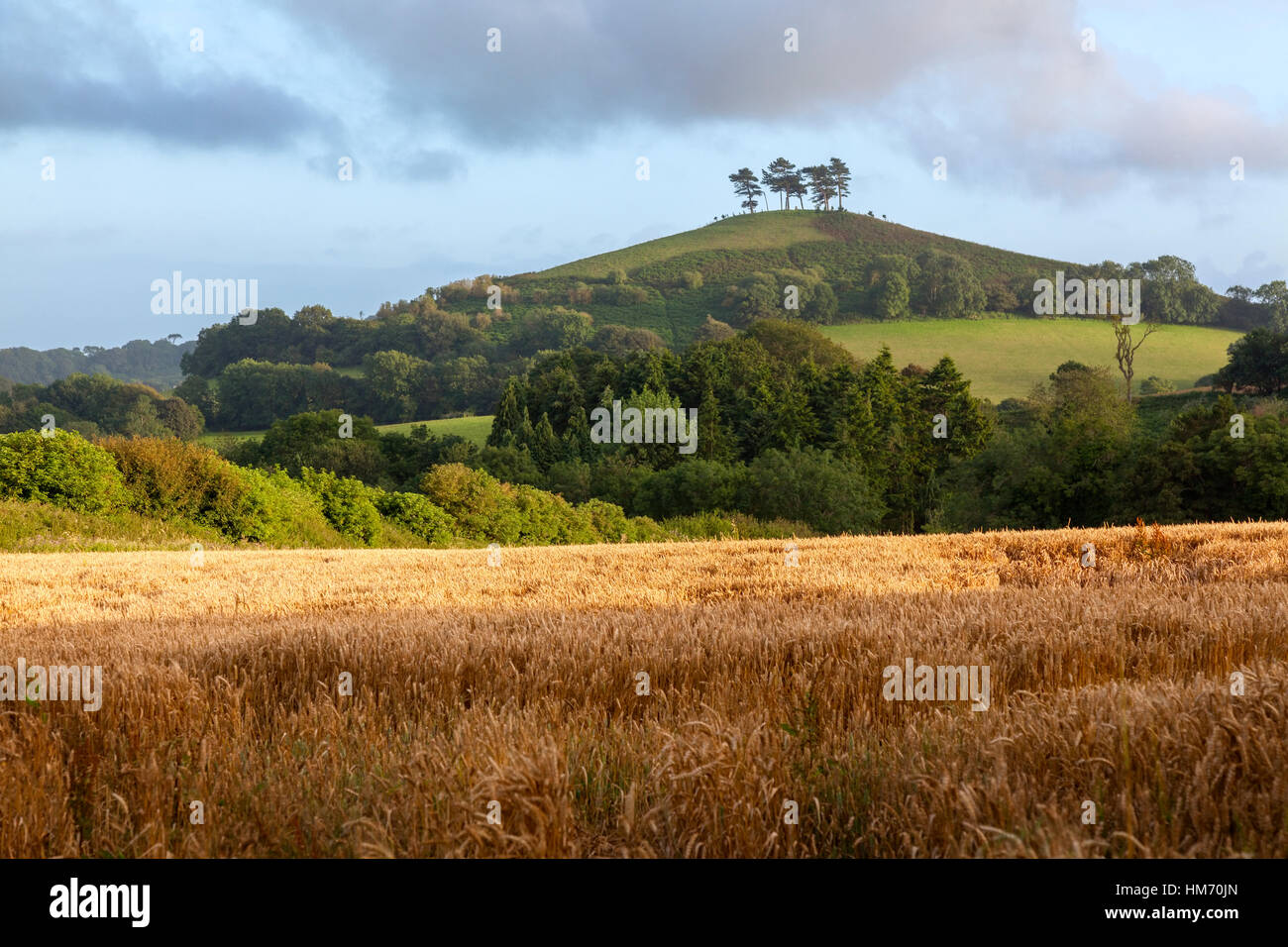 Colmer's Hill et un champ de blé en premier plan dans Symondsbury, Dorset, Angleterre. Banque D'Images