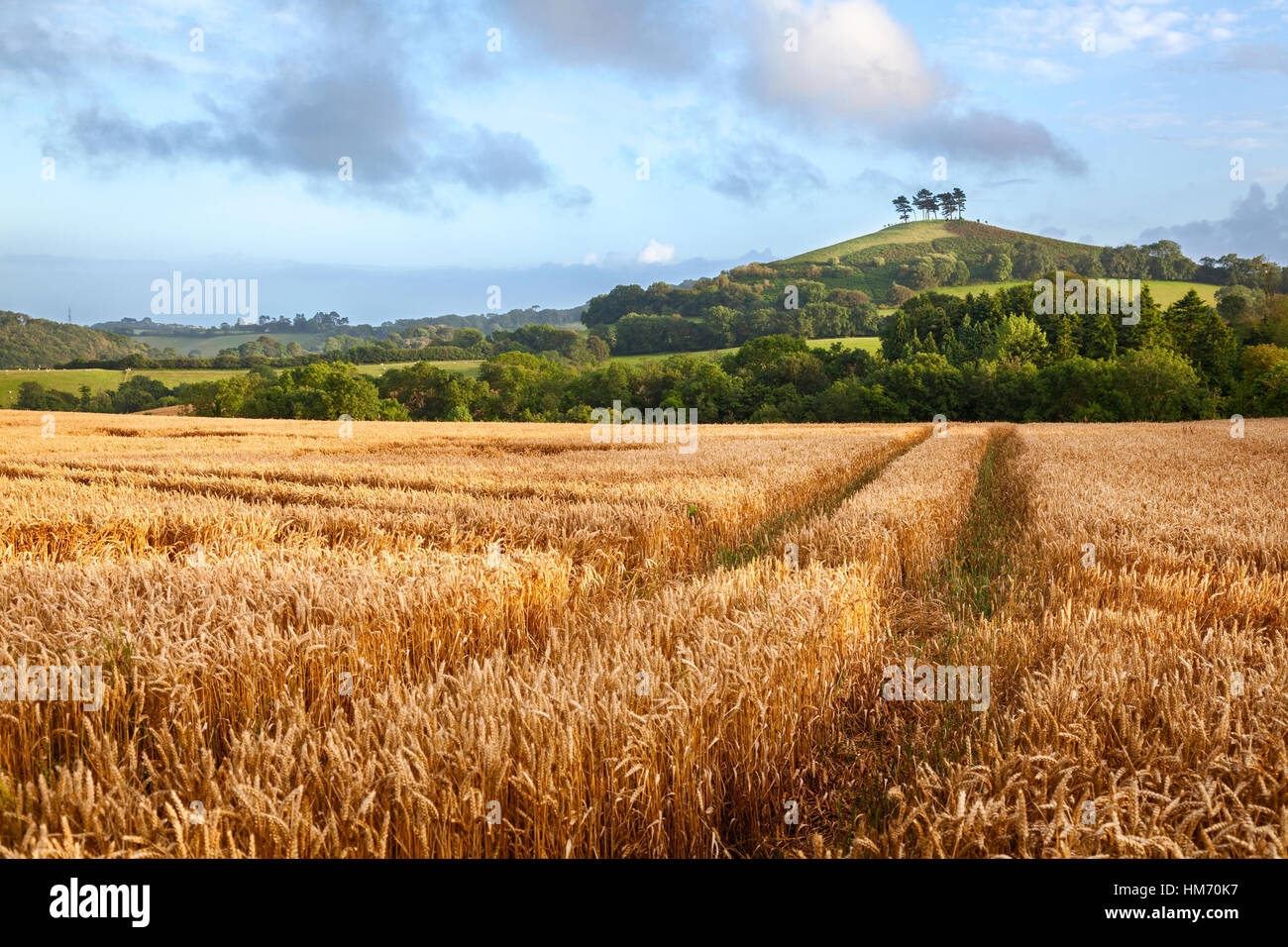 Les lignes de la voie à travers un champ de blé avec Colmer's Hill à l'arrière-plan dans Symondsbury, Dorset, Angleterre. Banque D'Images