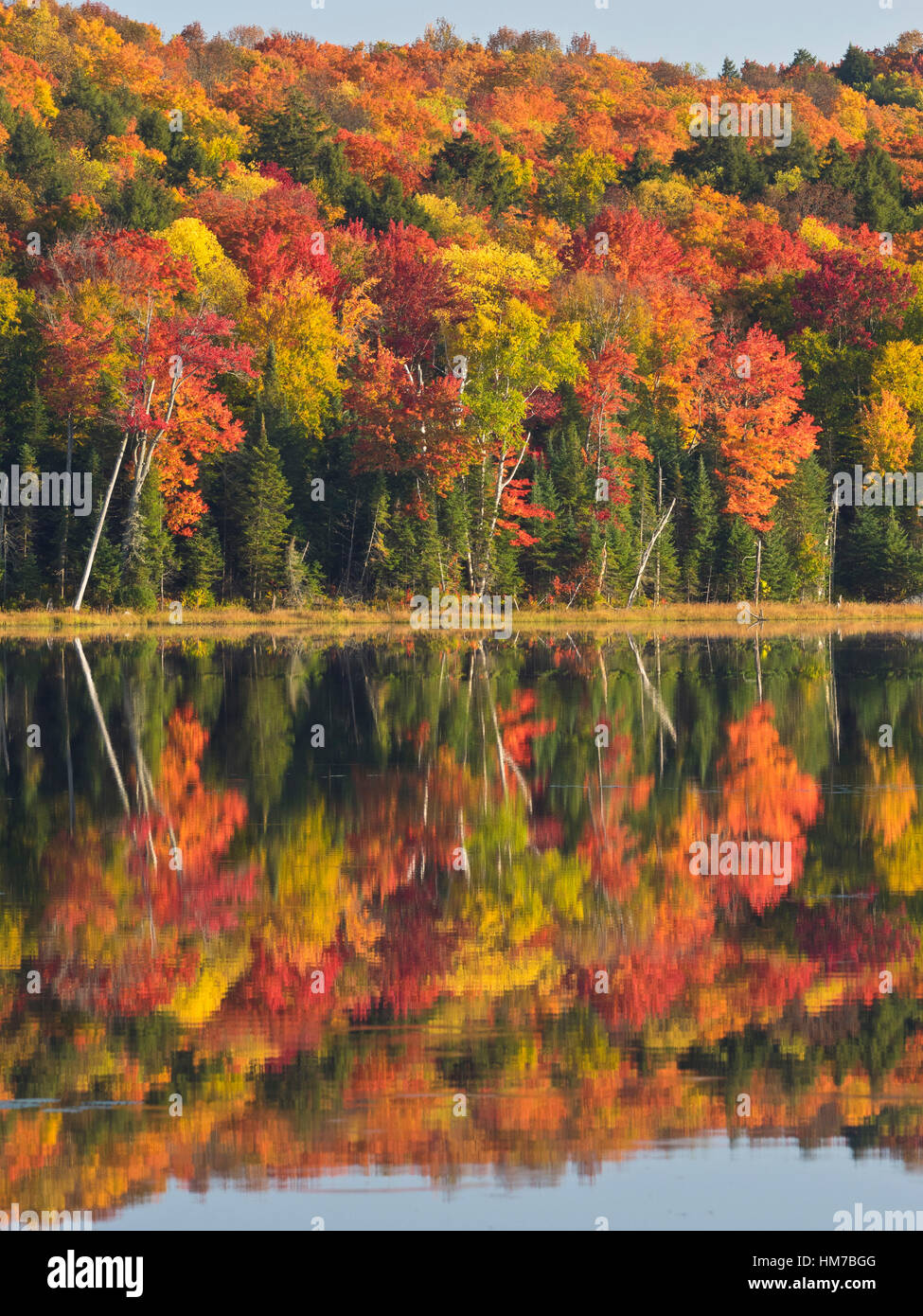Le Parc Provincial Algonquin,Canada,Ontario,automne,belle couleur,couleurs,l'air frais, l'été indien, bois,nature,naturel,miroir,hémisphère nord,en plein air,réflexions,journée ensoleillée,arbres,désert,lac,colorés,eau,mirroring,réflexion,pas de personnes Banque D'Images