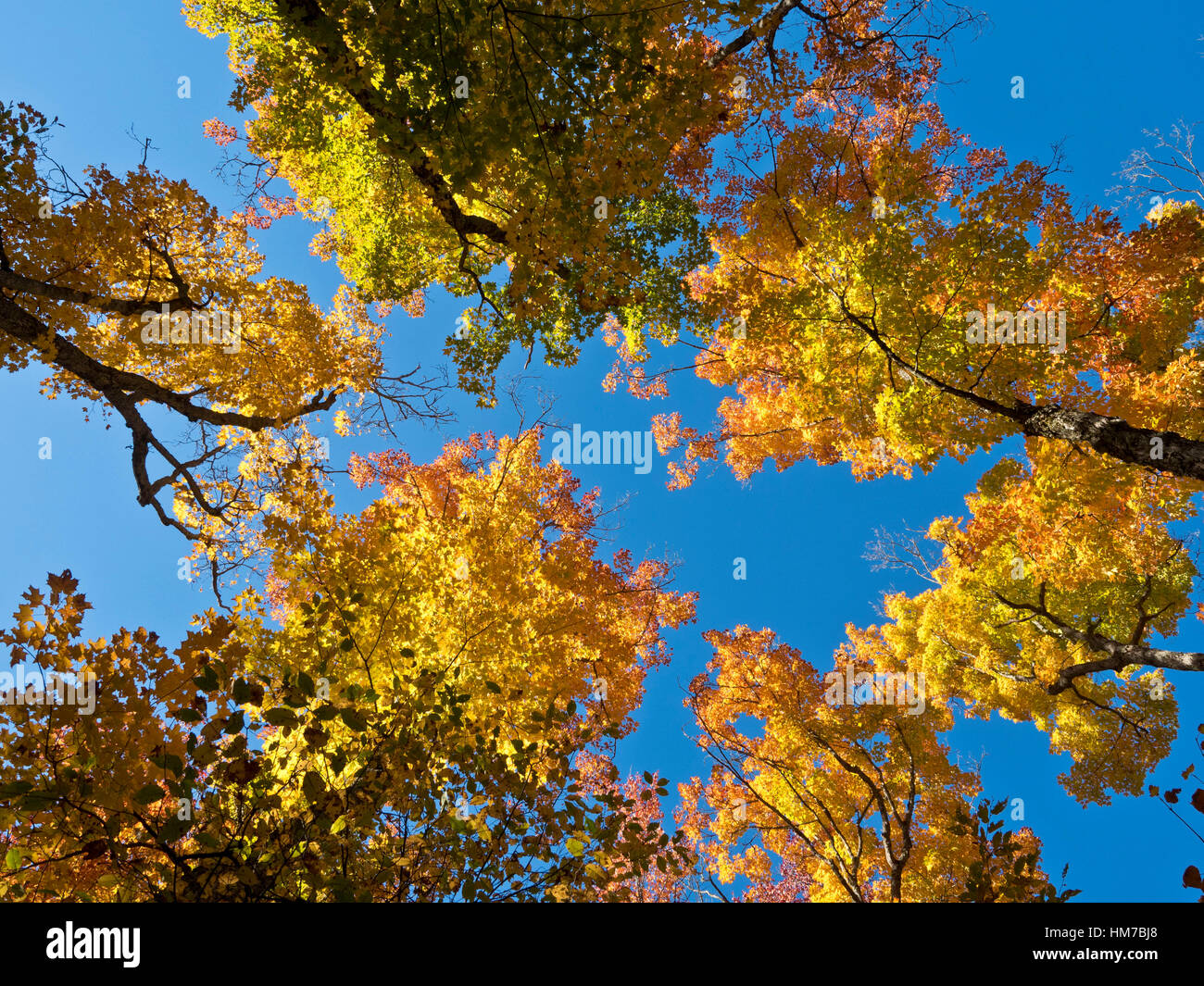 Le Parc Provincial Algonquin,Canada,Ontario,automne,belle couleur,l'air frais, l'été indien, bois,naturel,nature,hémisphère nord,en plein air,journée ensoleillée,arbres,vue,à la hausse,sauvage,pas de gens colorés Banque D'Images