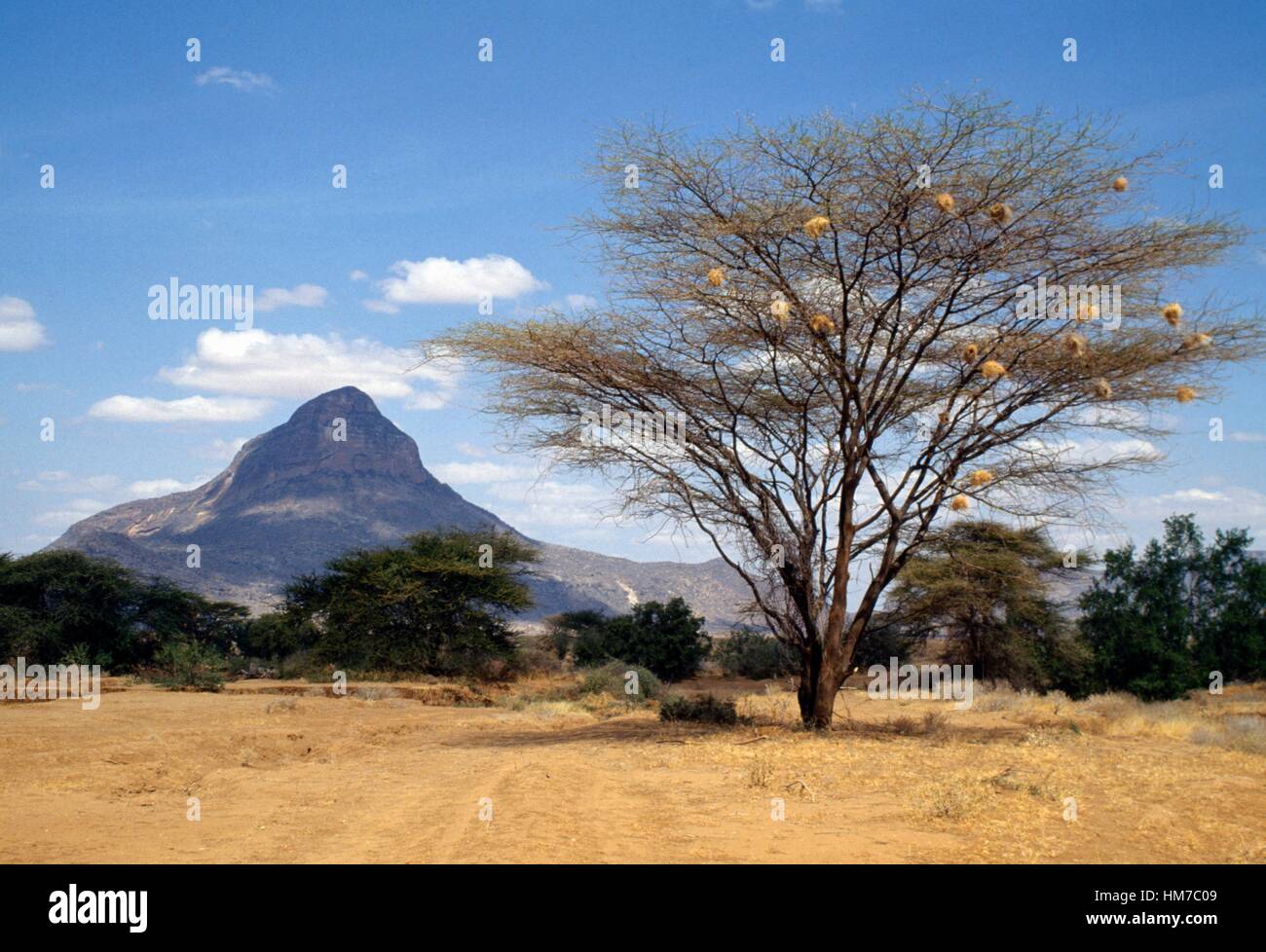 Nids dans un arbre, Désert, Kaysut au Kenya. Banque D'Images