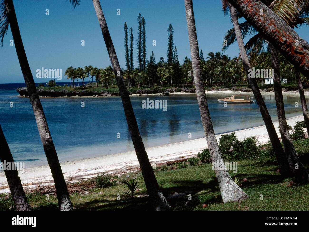 Palmiers et de voile sur la plage de Doueoulou, Lifou, îles Loyauté, Nouvelle-Calédonie, territoire d'outre-mer de la République française. Banque D'Images