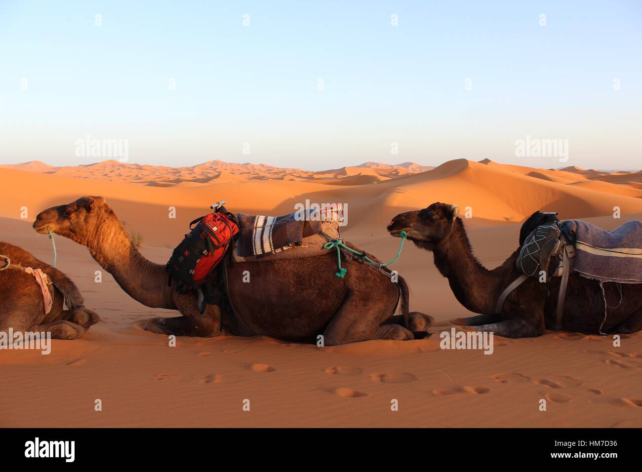 Randonnée chamelière dans le Sahara profond. De Marrakech à M'hamid les grandes dunes de sable et par la mer Noire à Merzouga Banque D'Images