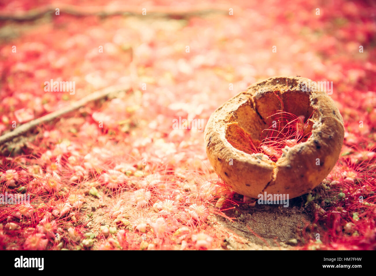 Rouge naturel contexte tropical dans un style rustique avec des petites fleurs rouges sur le sol Banque D'Images
