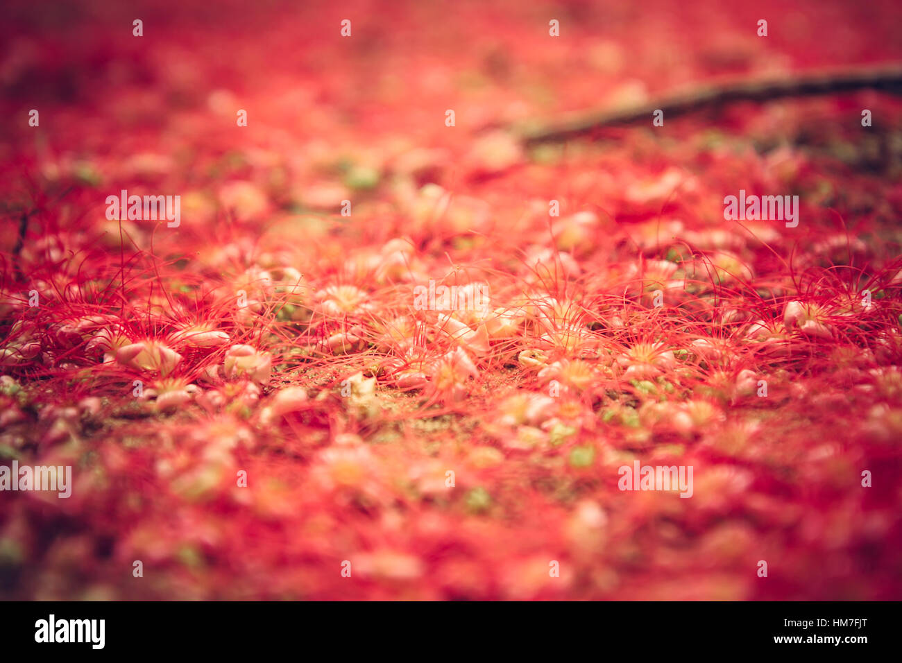 Les fleurs rouges sur le sol avec focus sélectif comme la nature de fond rouge en style rustique Banque D'Images