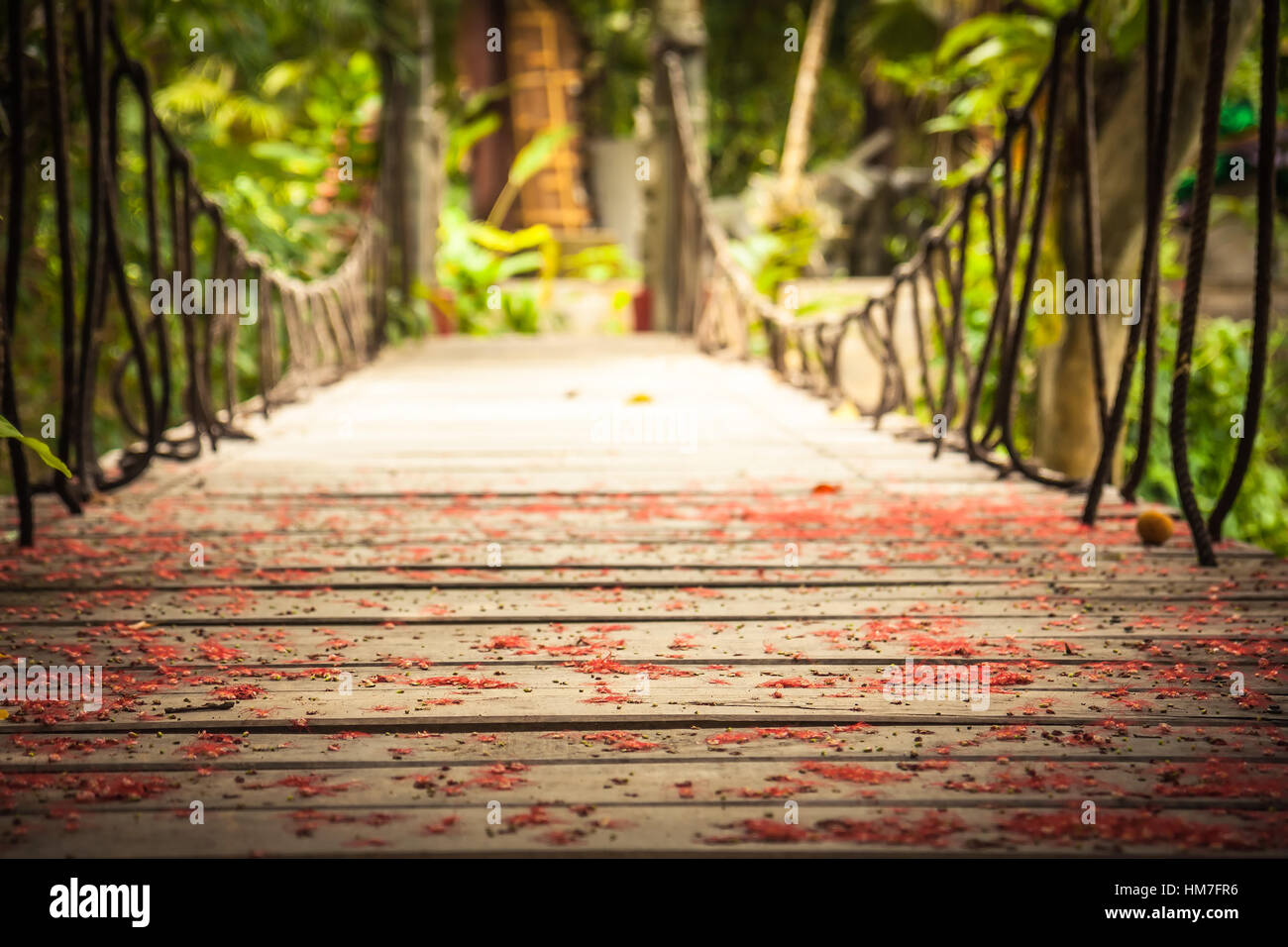 Pont en bois qui mène à la forêt tropicale avec la lumière au bout de la voie et de l'arrière-plan flou Banque D'Images