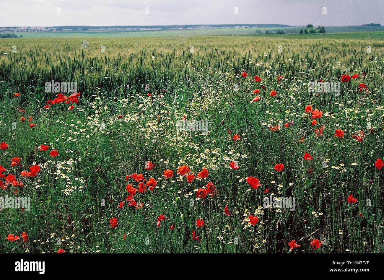 Coquelicots et de gerbes de blé, Ile-de-France, France. Banque D'Images