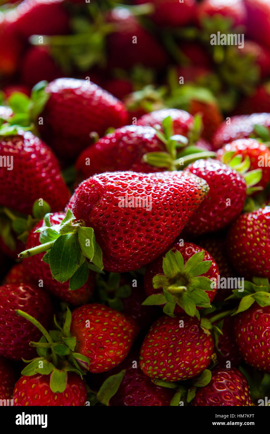 Un monticule d'une fraise mûre pour la vente après la récolte. Banque D'Images