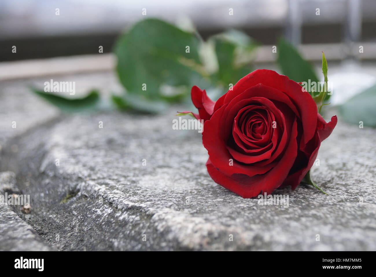 Rose rouge romantique allongé sur une table en pierre Photo Stock - Alamy