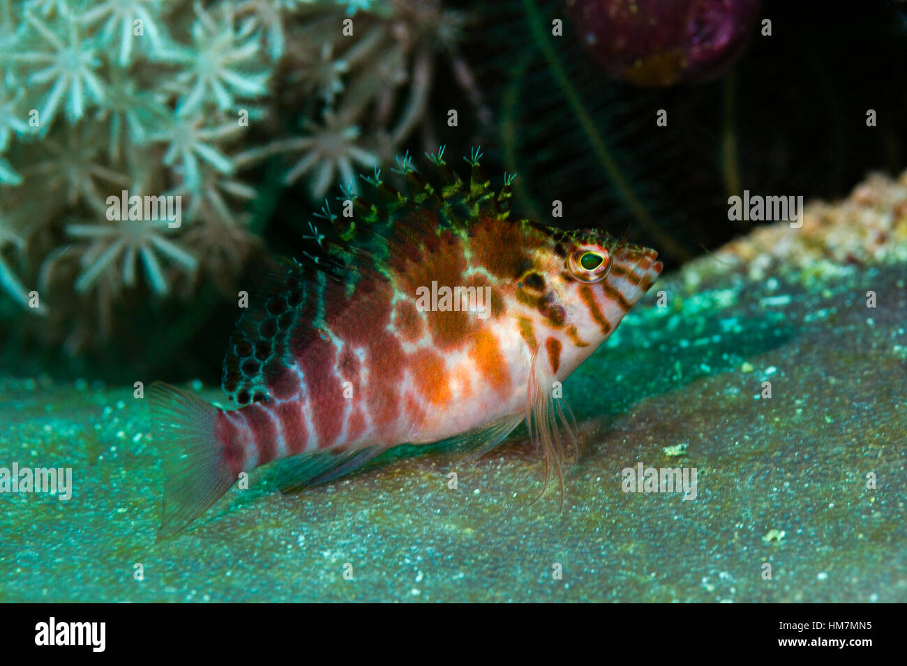 Un Hawkfish Threadfin reposant sur les nageoires pectorales c'est sur un rocher. Banque D'Images
