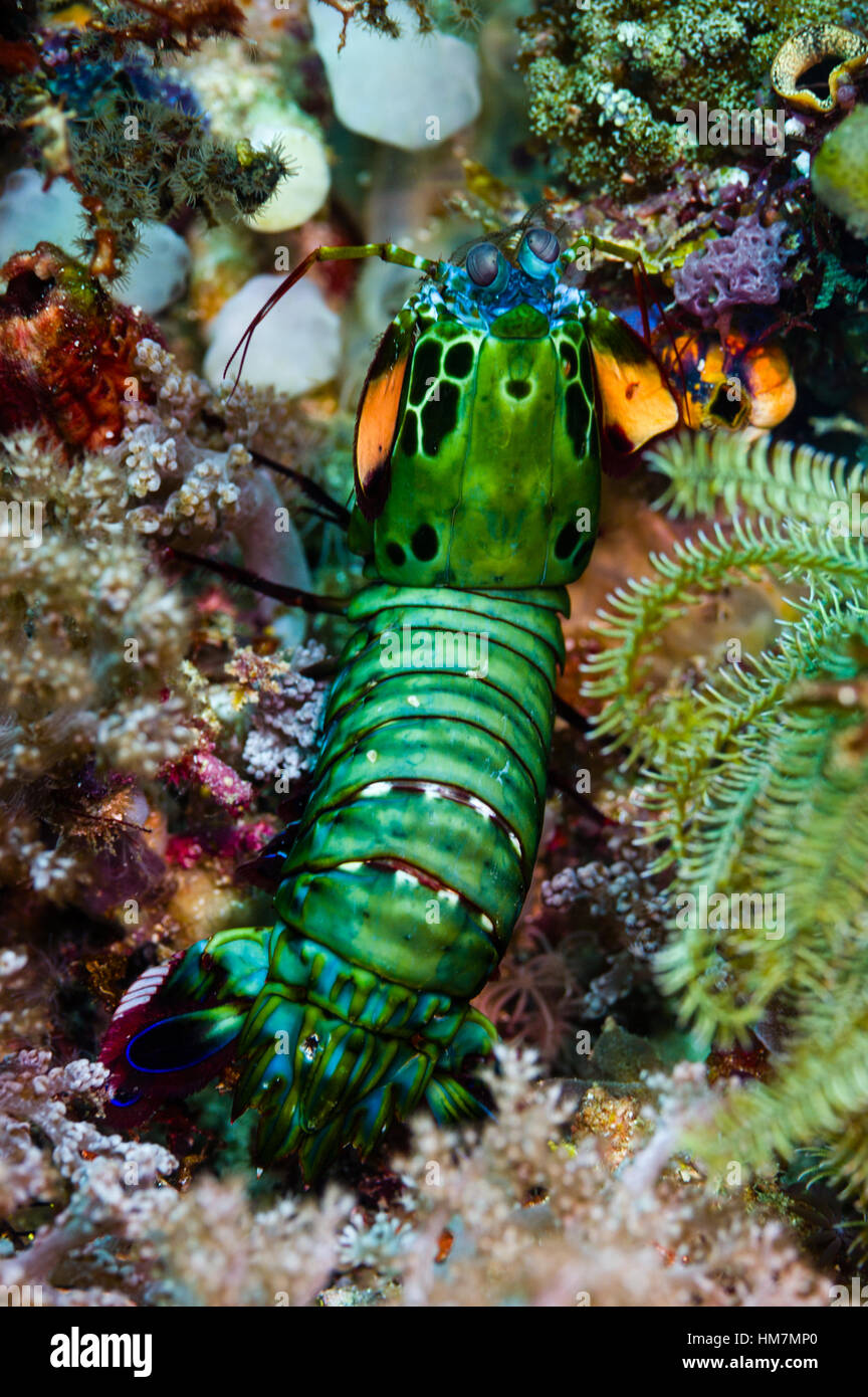 Une crevette Mantis vert irisé de chasser une proie sur un récif. Banque D'Images