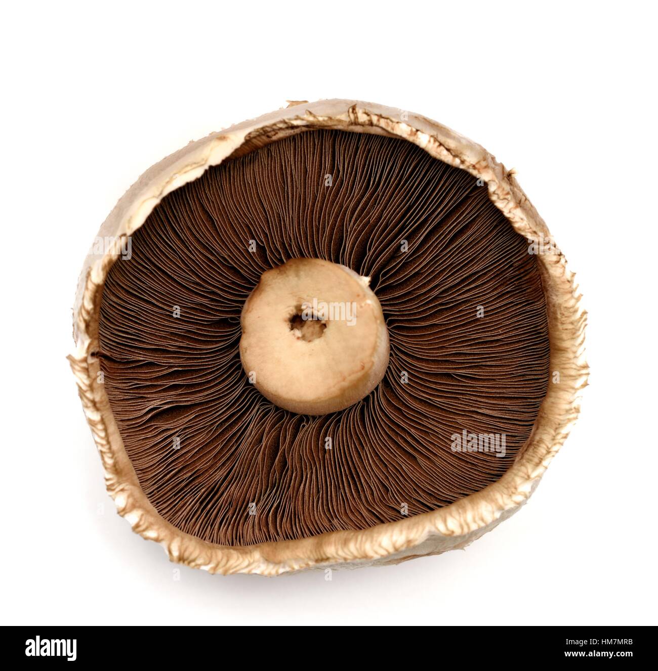 Petit-déjeuner mushroom Banque D'Images