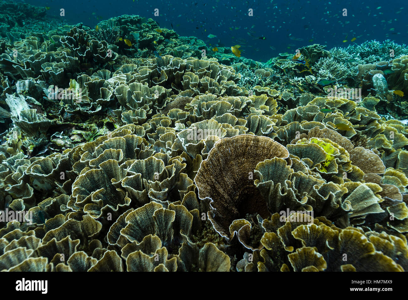 Une colonie de coraux vierges Vase de plus en plus sur un récif peu profond. Banque D'Images