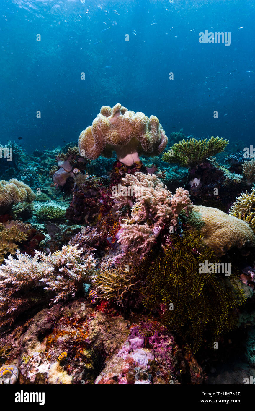 Un grand corail mou en forme de champignon vénéneux et recouverte de polypes d'alimentation repose sur un récif vierge dans les rayons solaires. Banque D'Images