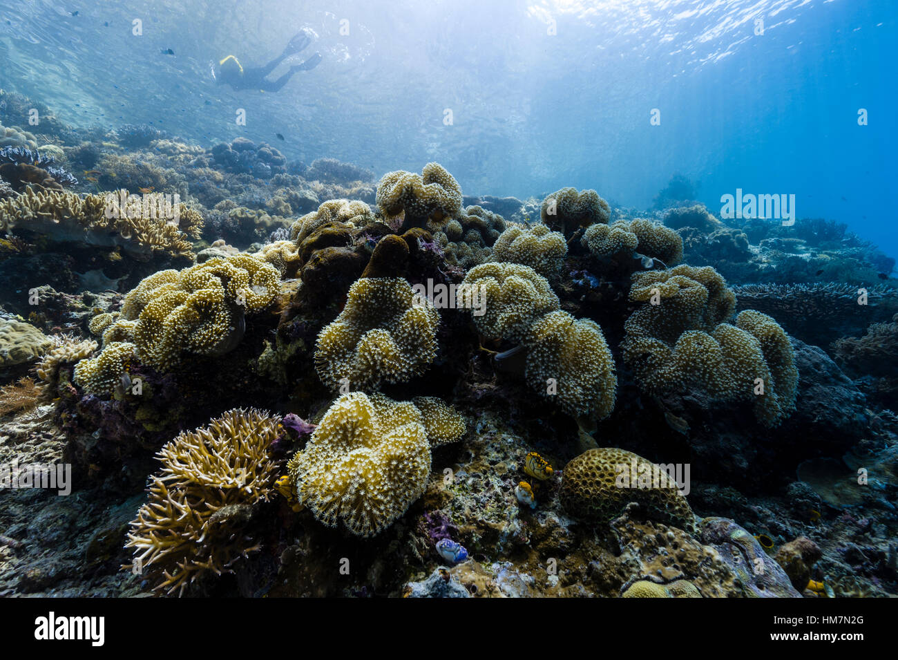 Une plongée touristiques à travers les rayons solaires sur un récif de corail. Banque D'Images