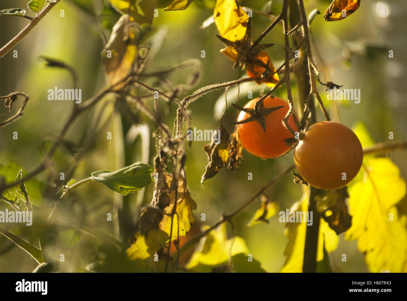 Le mûrissement des tomates dans une serre Banque D'Images