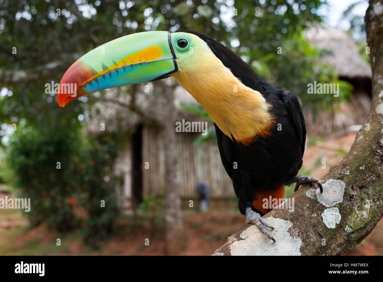 Keel-billed Toucan (toucan) dans l'arbre (Ramphastos sulfuratus) brevicarinatus au village des Indiens autochtones Embera tribu, Village, au Panama. Panama Banque D'Images