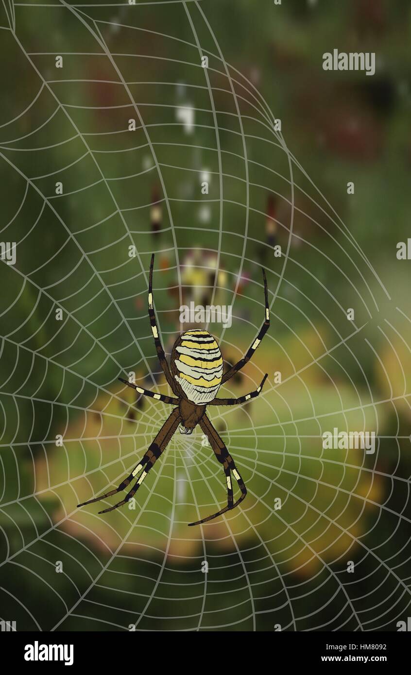 Assis dans web spider Illustration de Vecteur