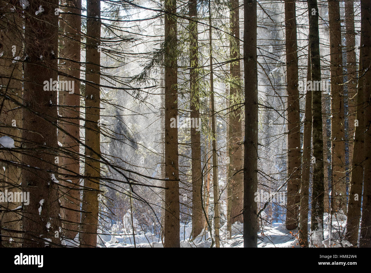 La neige qui tombe des branches d'arbres de pin dans les forêts de conifères époustouflé par rafale de vent en hiver Banque D'Images