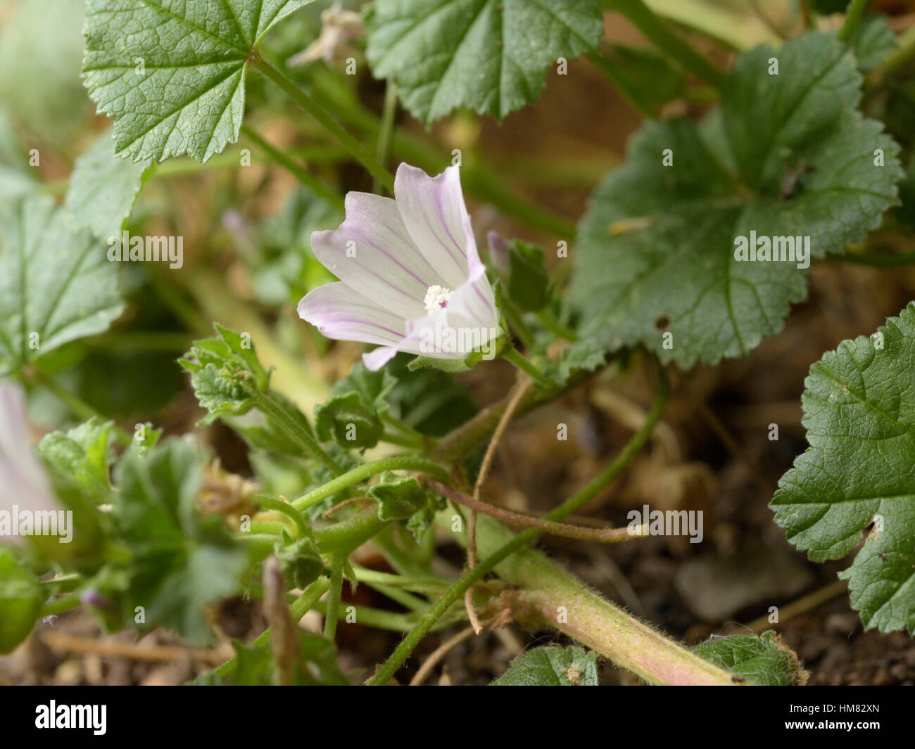 Mauve, Malva neglecta Banque D'Images