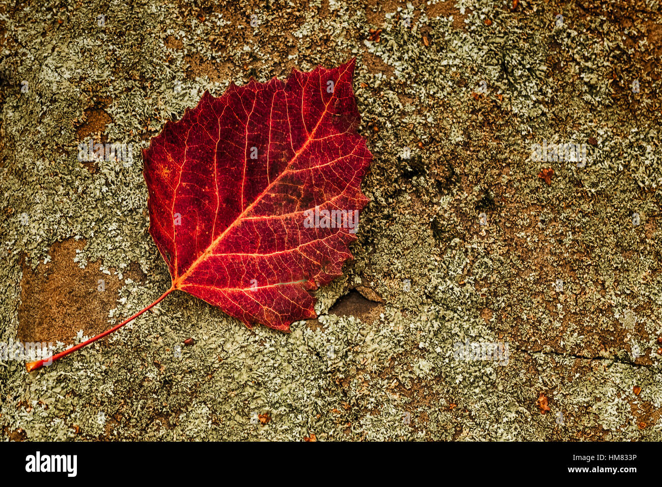 Une feuille rouge exhibant sa texture sur un fond lichened. Banque D'Images