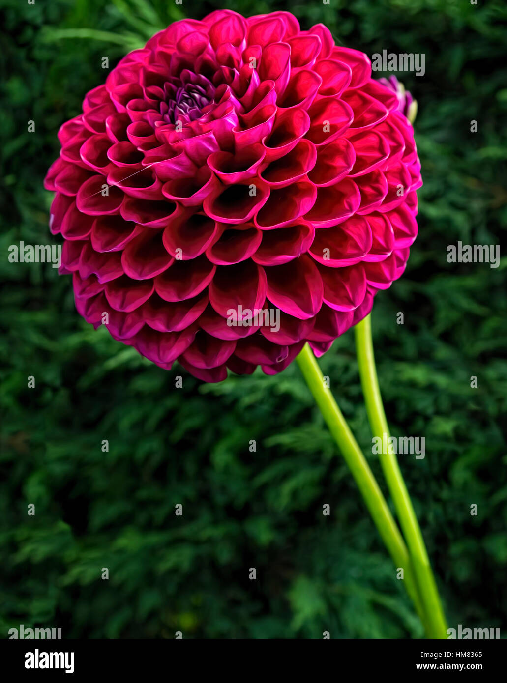 Un beau bourgogne Dahlia Pompon Banque D'Images