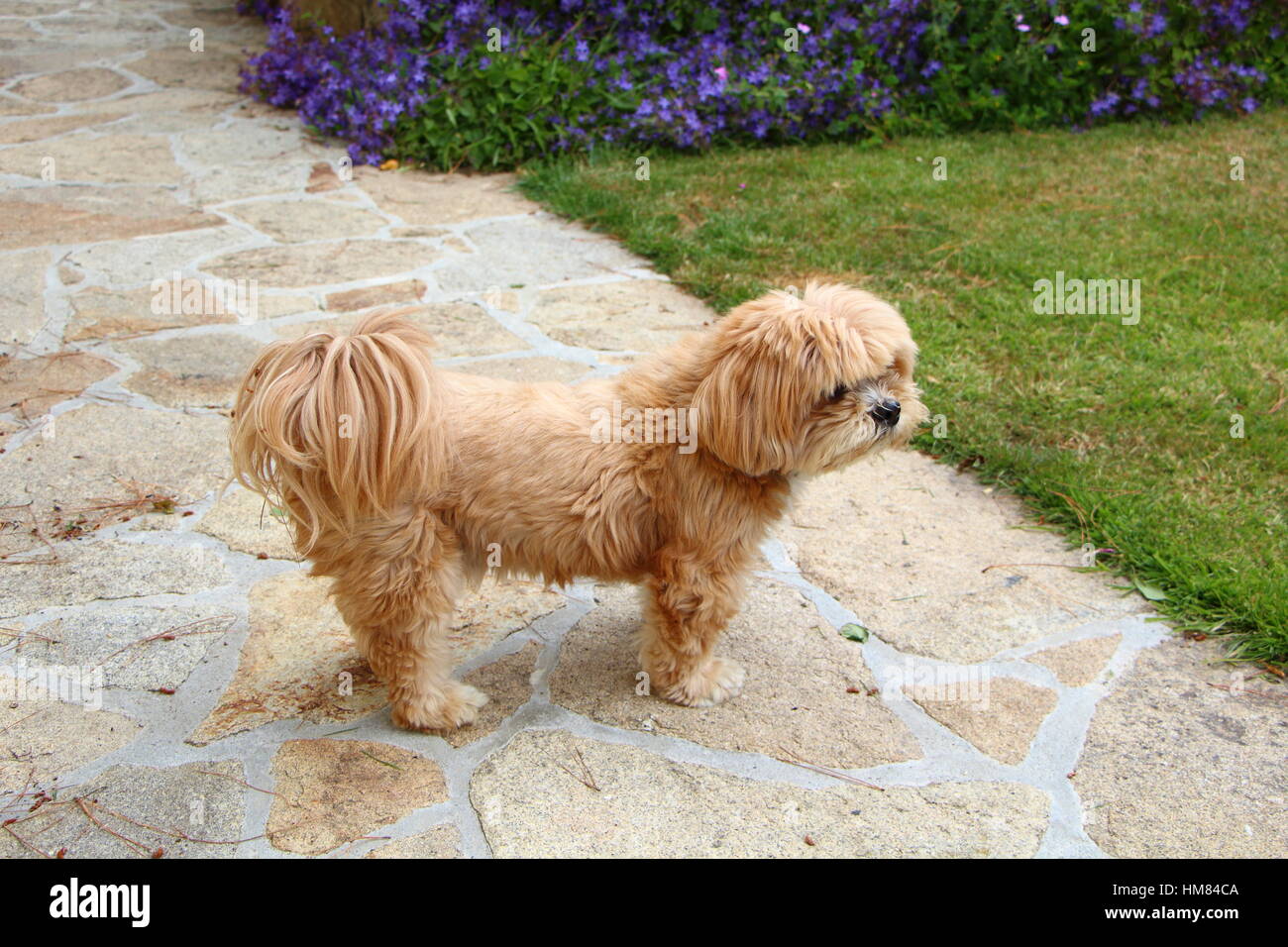 Lhassa Apso chien dans un jardin Banque D'Images