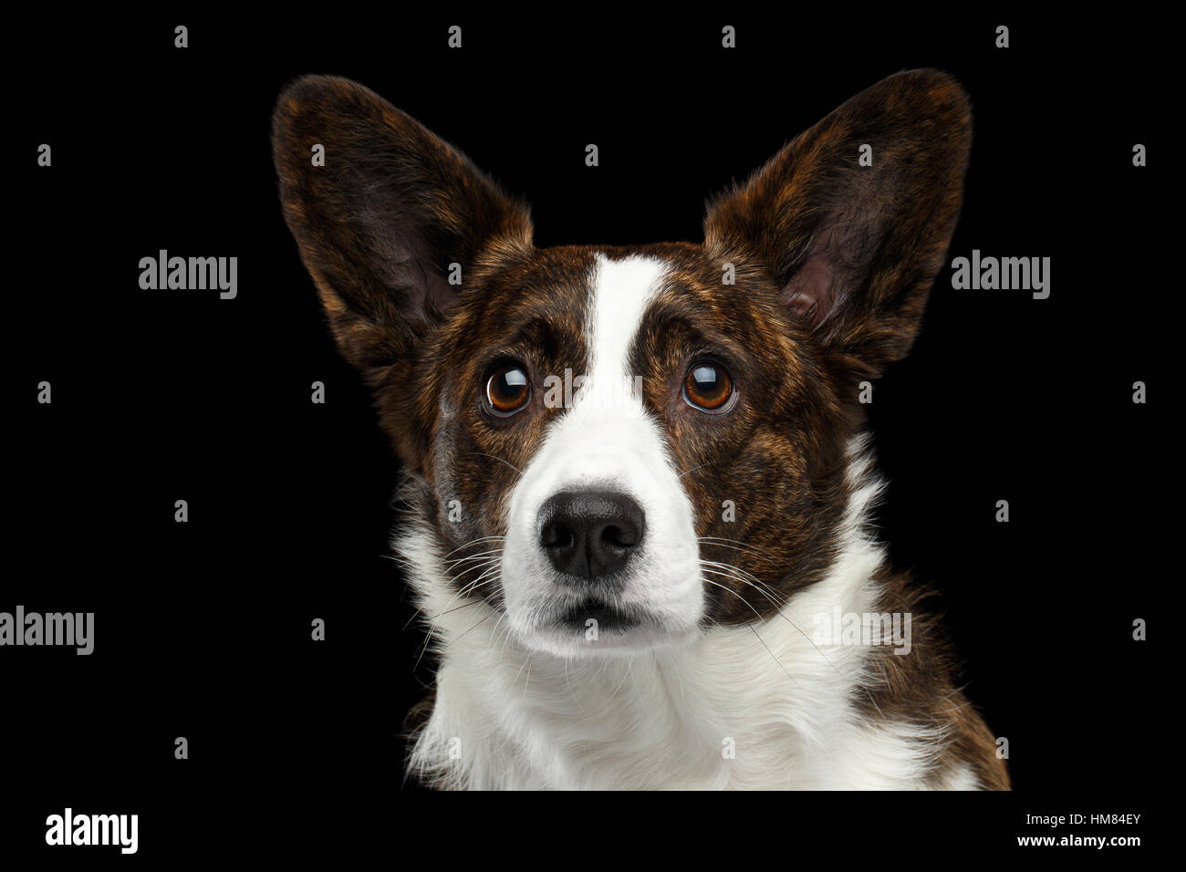 Welsh Corgi Cardigan Chien sur fond noir isolé Banque D'Images