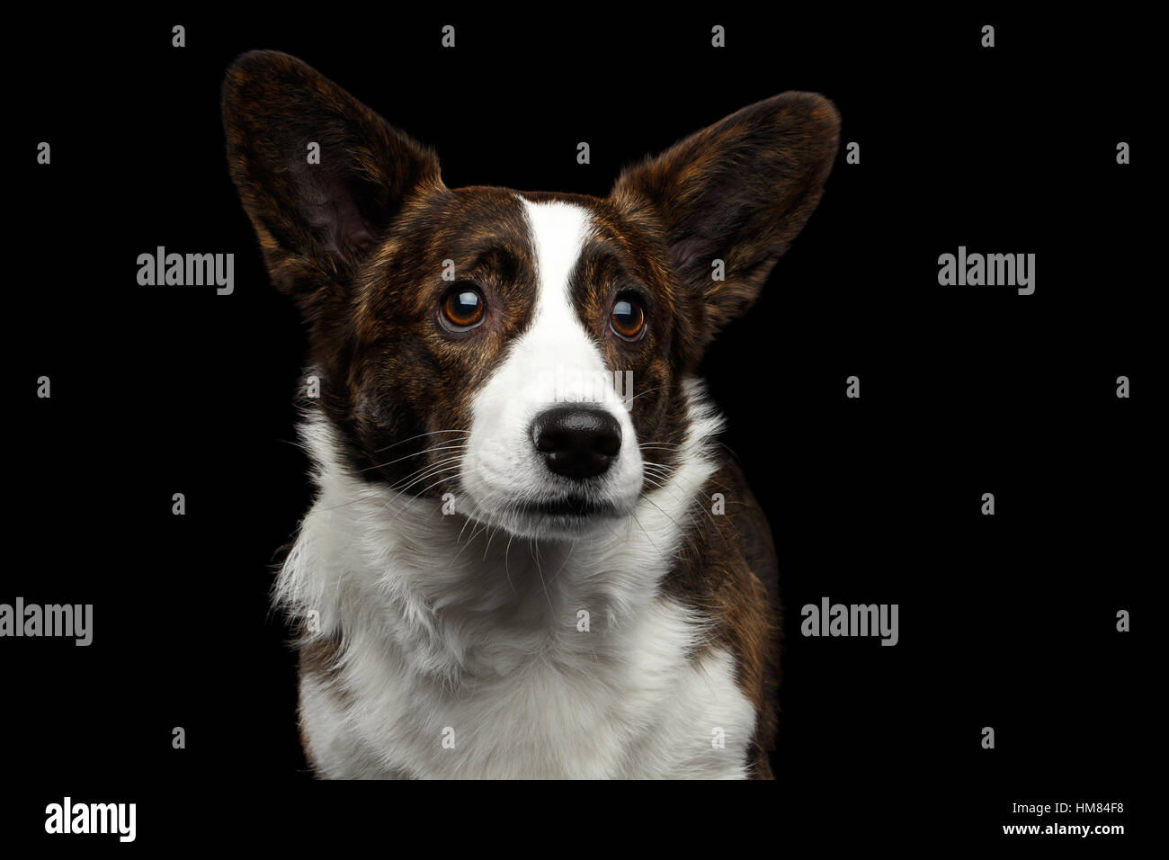 Welsh Corgi Cardigan Chien sur fond noir isolé Banque D'Images