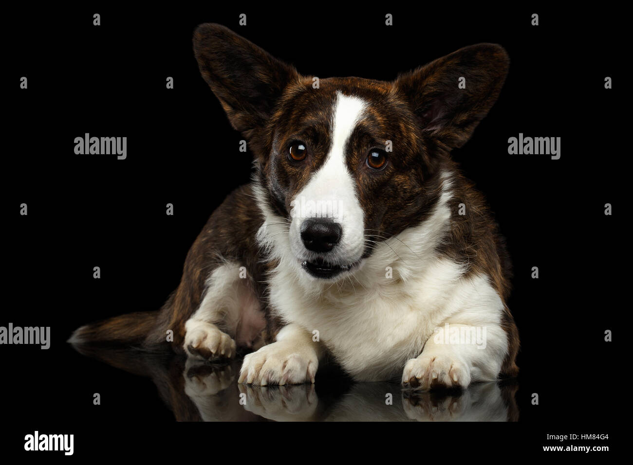 Welsh Corgi Cardigan Chien sur fond noir isolé Banque D'Images