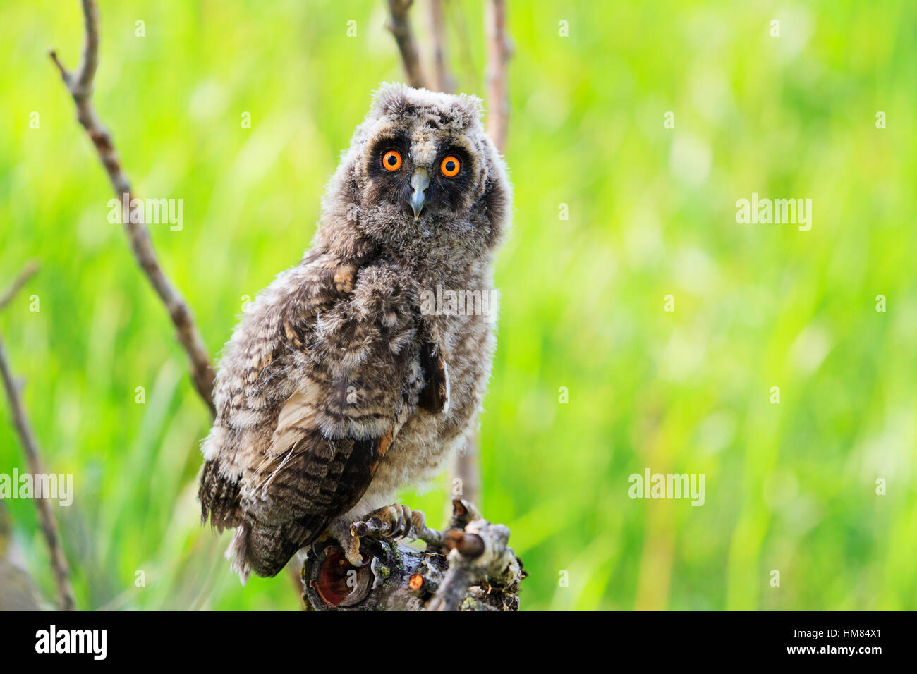 Peu owlet assis sur une branche parmi l'herbe verte Banque D'Images