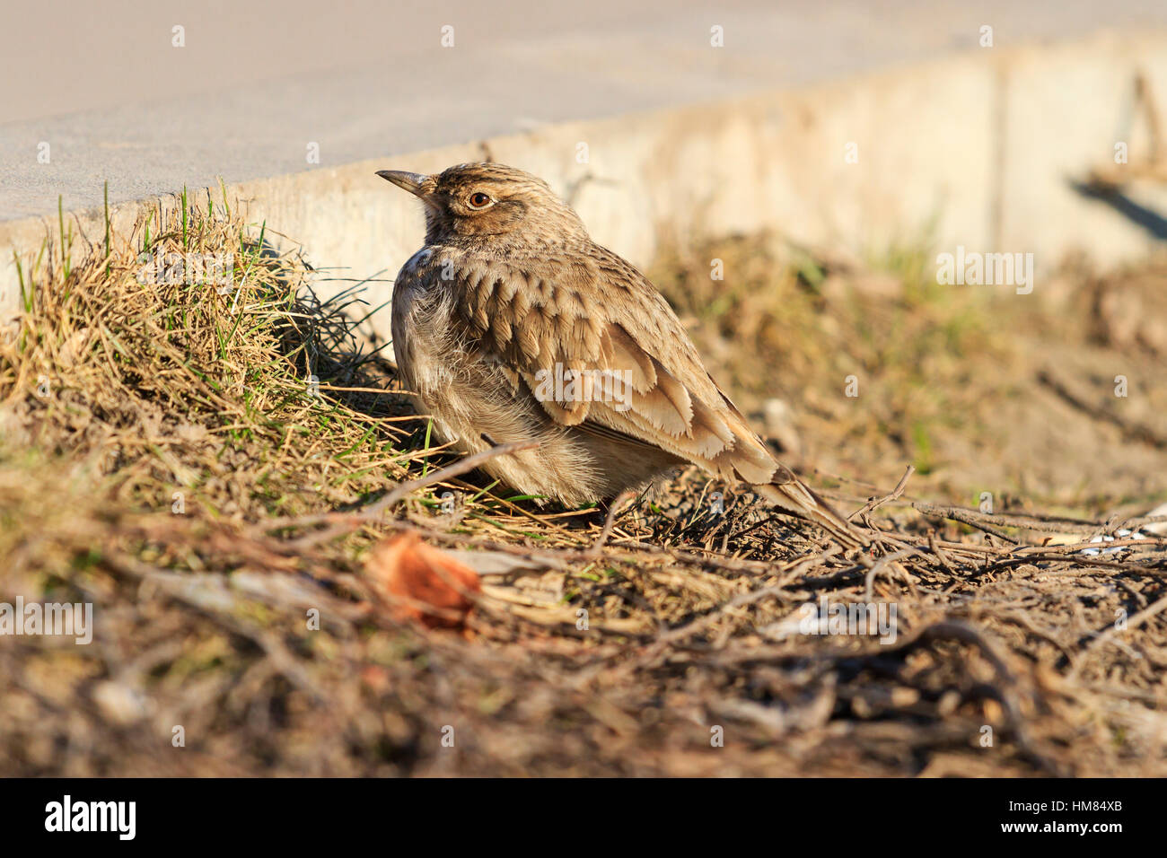 Crest lark au bord de la route Banque D'Images