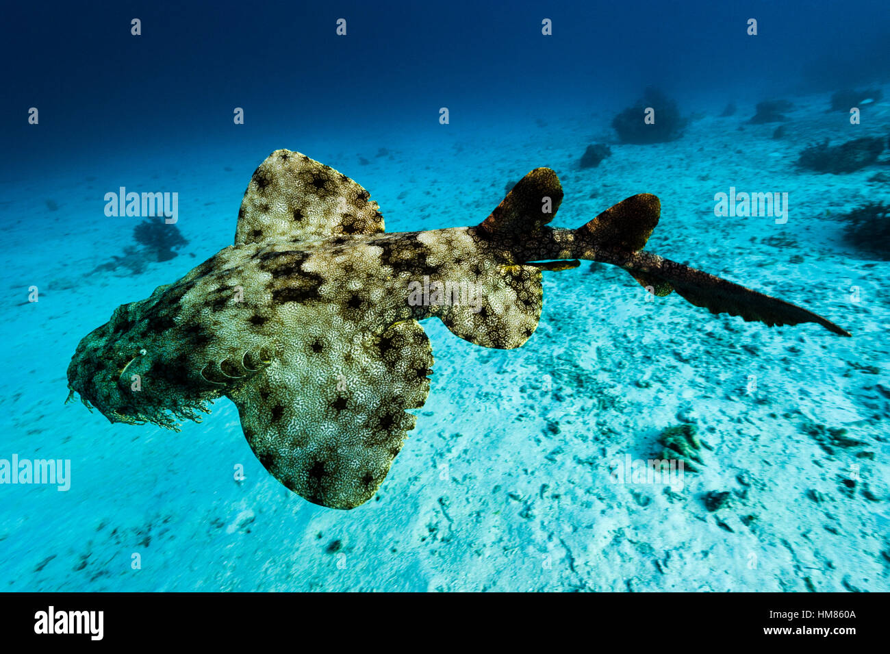 Les réticulations et taches sur un Wobbegong à pampilles de natation avec la peau c'est étendu, des nageoires pectorales. Banque D'Images