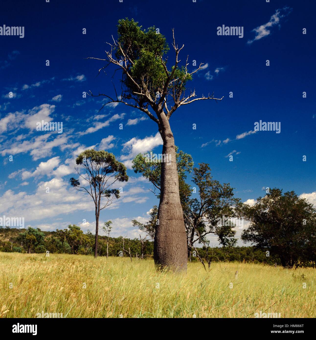 Bouteille à feuilles étroites ou Arbre Arbre bouteille du Queensland (Brachychiton rupestris), Queensland, Australie. Banque D'Images