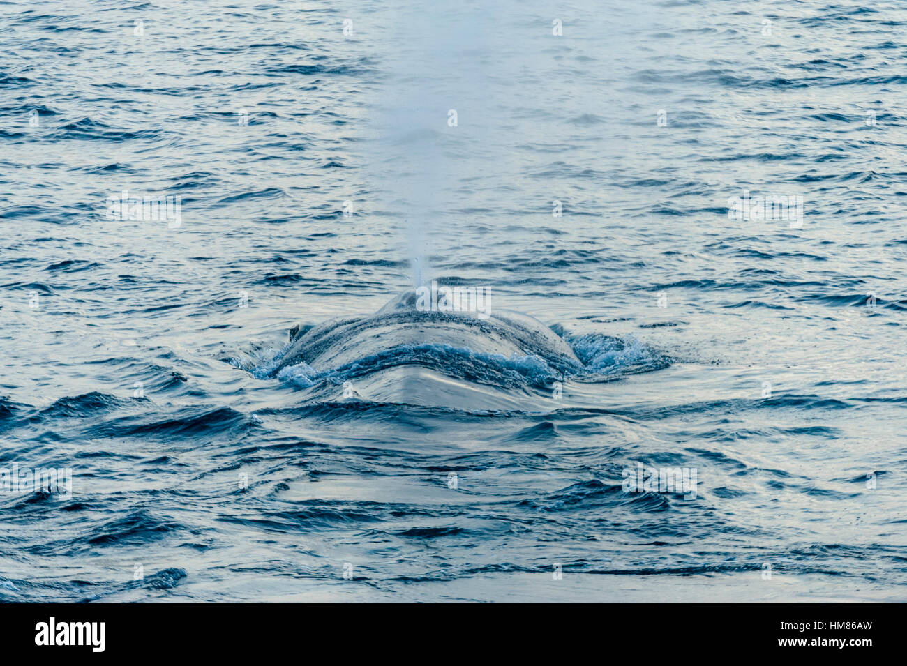 Une gigantesque baleine bleue surfaces à expirez et respirer à travers son évent. Banque D'Images