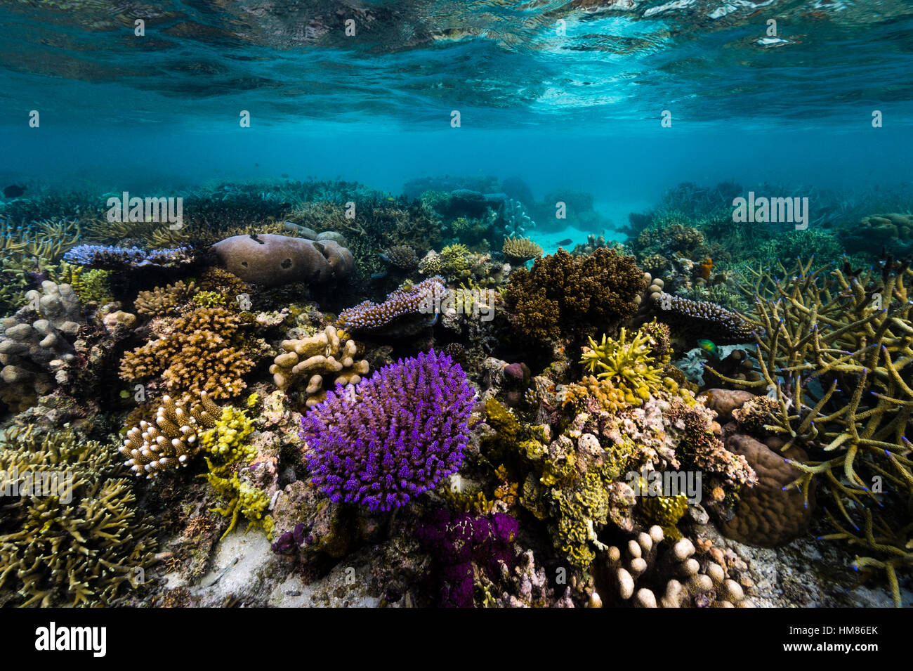 D'un violet vif germination de corail dur à partir d'un récif tropical florissante en eau peu profonde. Banque D'Images