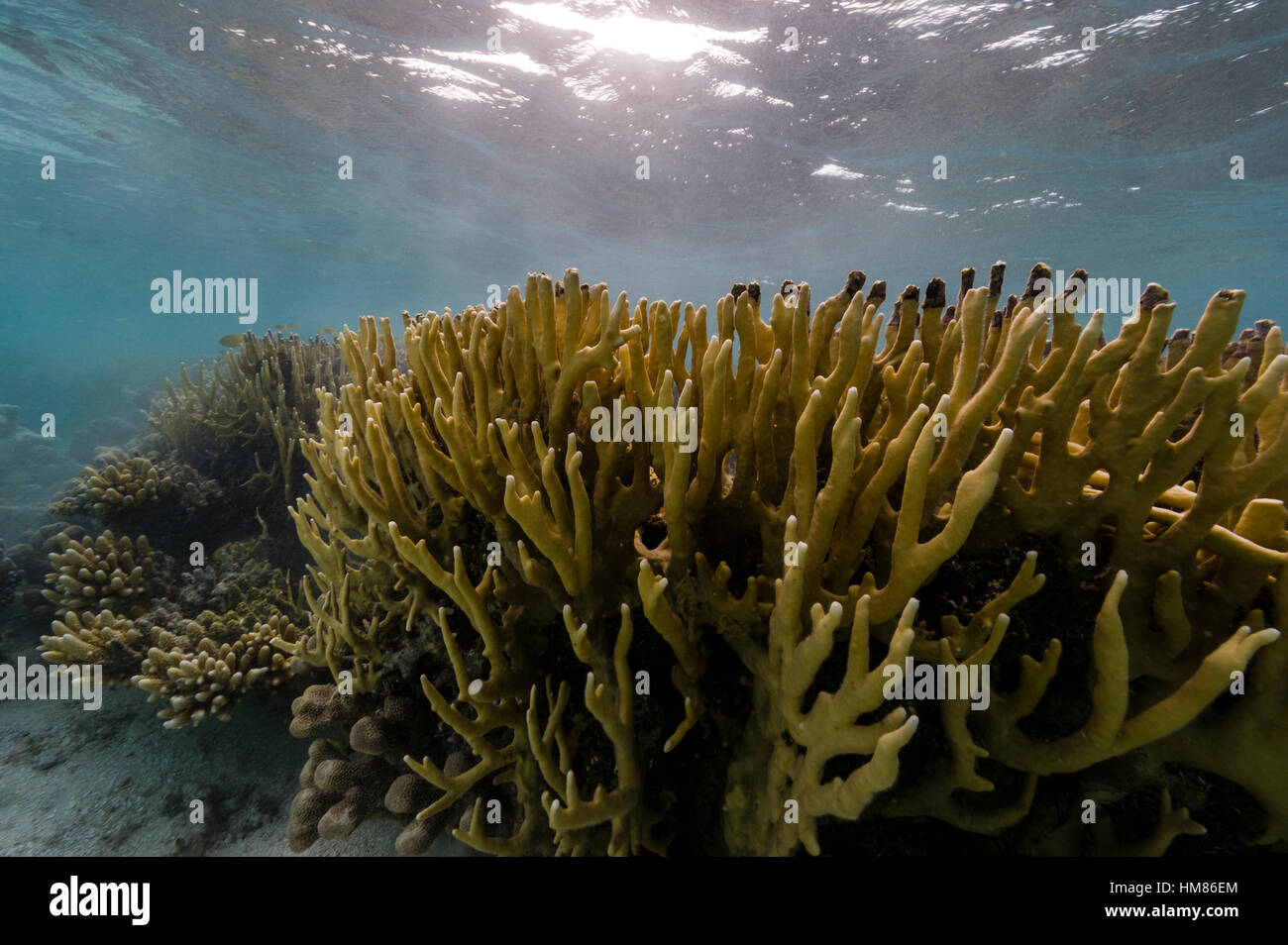 La lumière du soleil pommelé tombant sur une colonie de corail de feu dans les mers tropicales. Banque D'Images