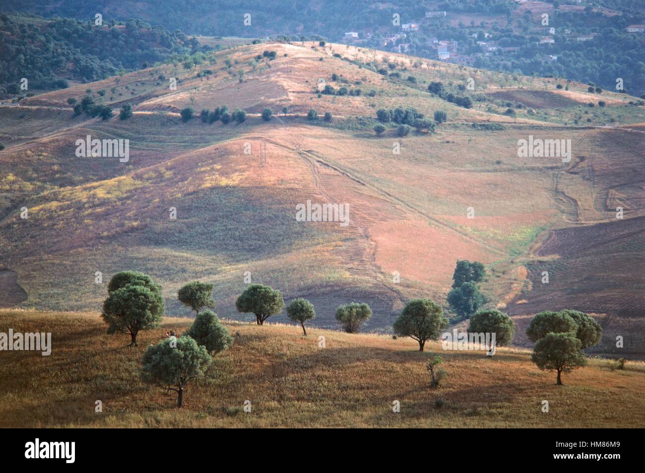 Paysage agricole, Kabylie, Algérie. Banque D'Images