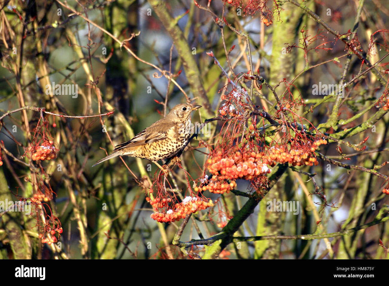 FieldfareTurdus l'alimentation f sur le Berry de la mountain ash tree Joseph Rock à l'hiver en Angleterre Banque D'Images