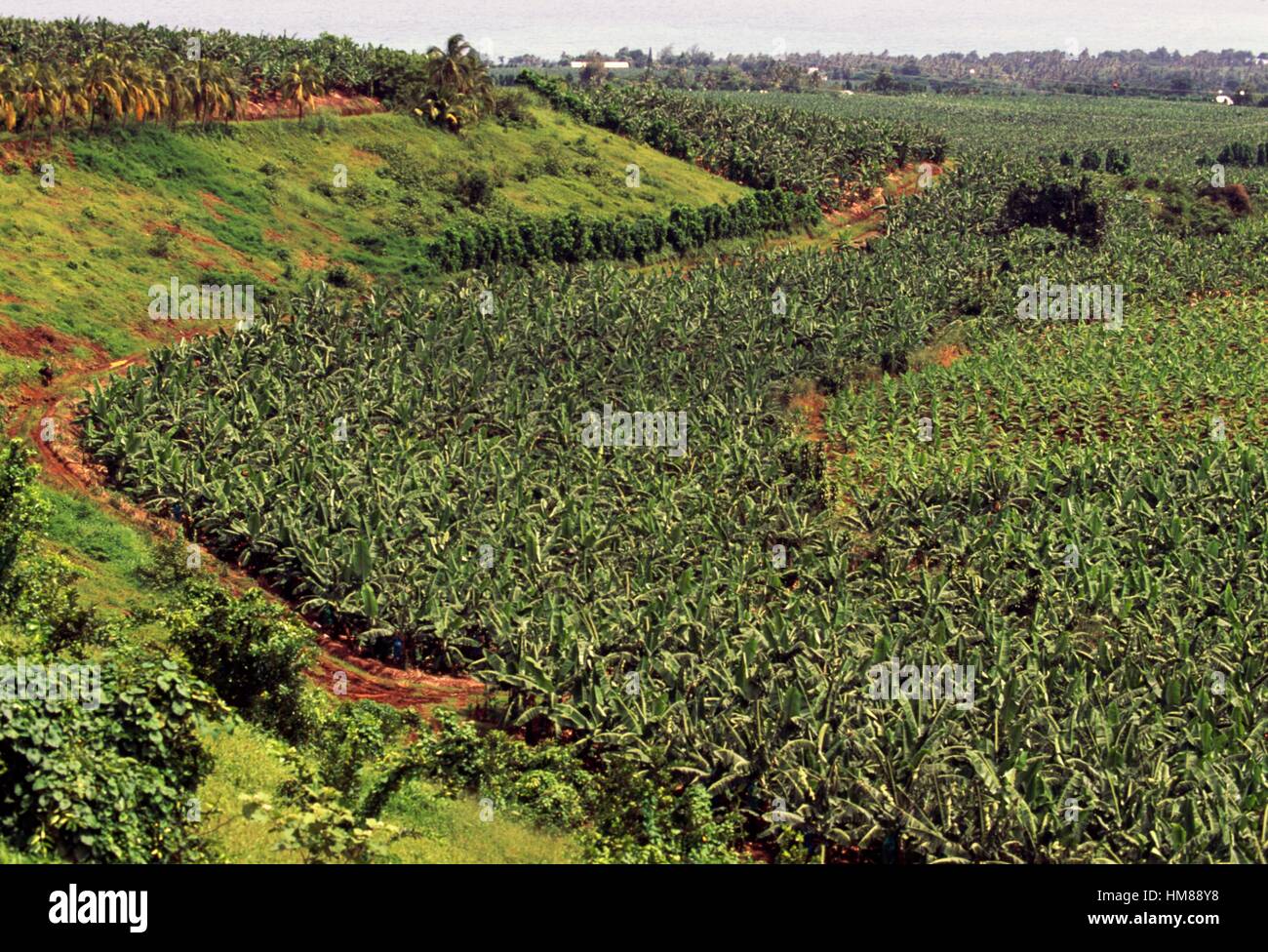 Plantations de bananes dans la région de bananier, Basse-Terre, Guadeloupe, département d'outre-mer de la République française. Banque D'Images