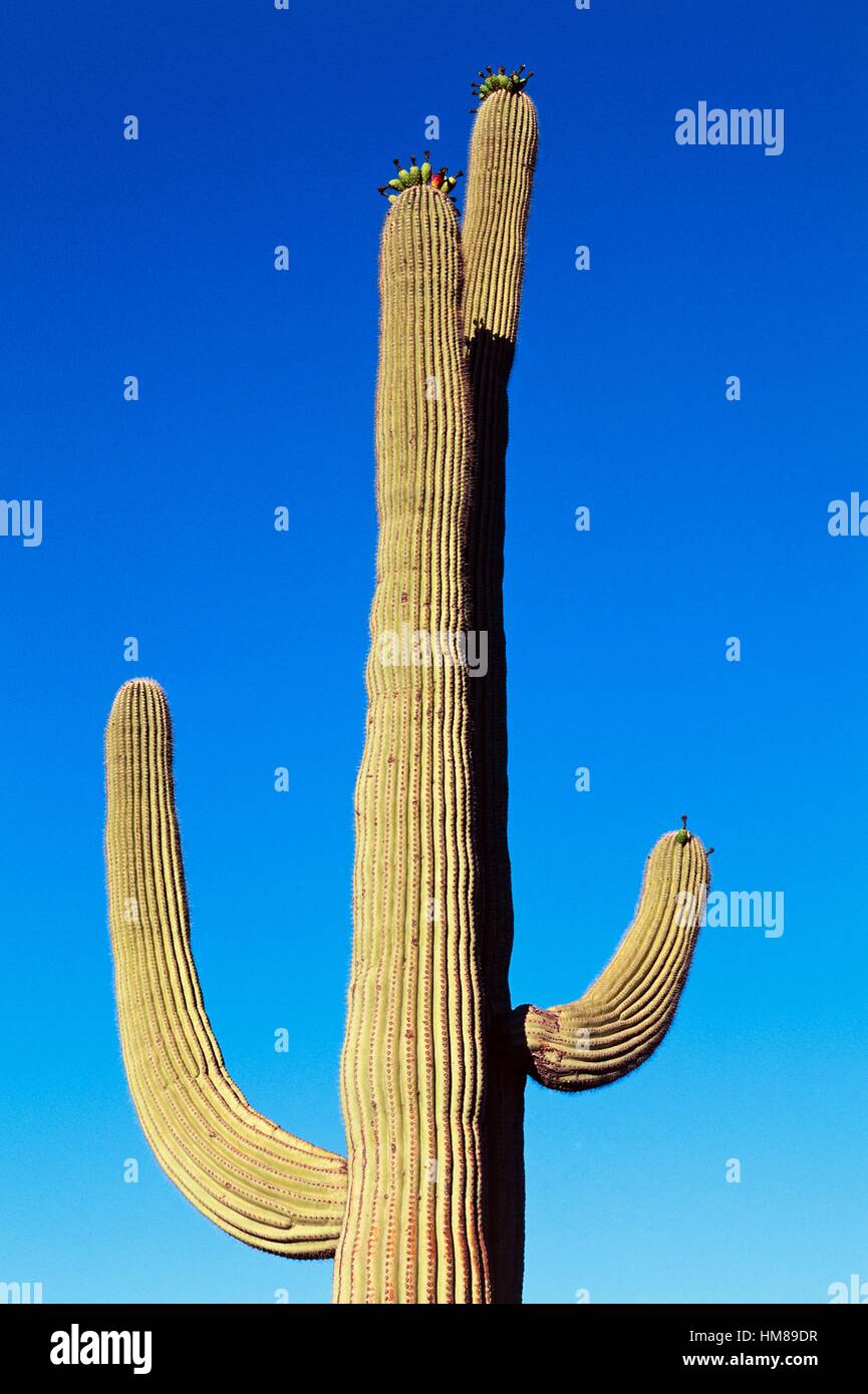 Saguaro (Carnegiea gigantea), Désert de Sonora, près de Tucson, Arizona, États-Unis d'Amérique. Banque D'Images