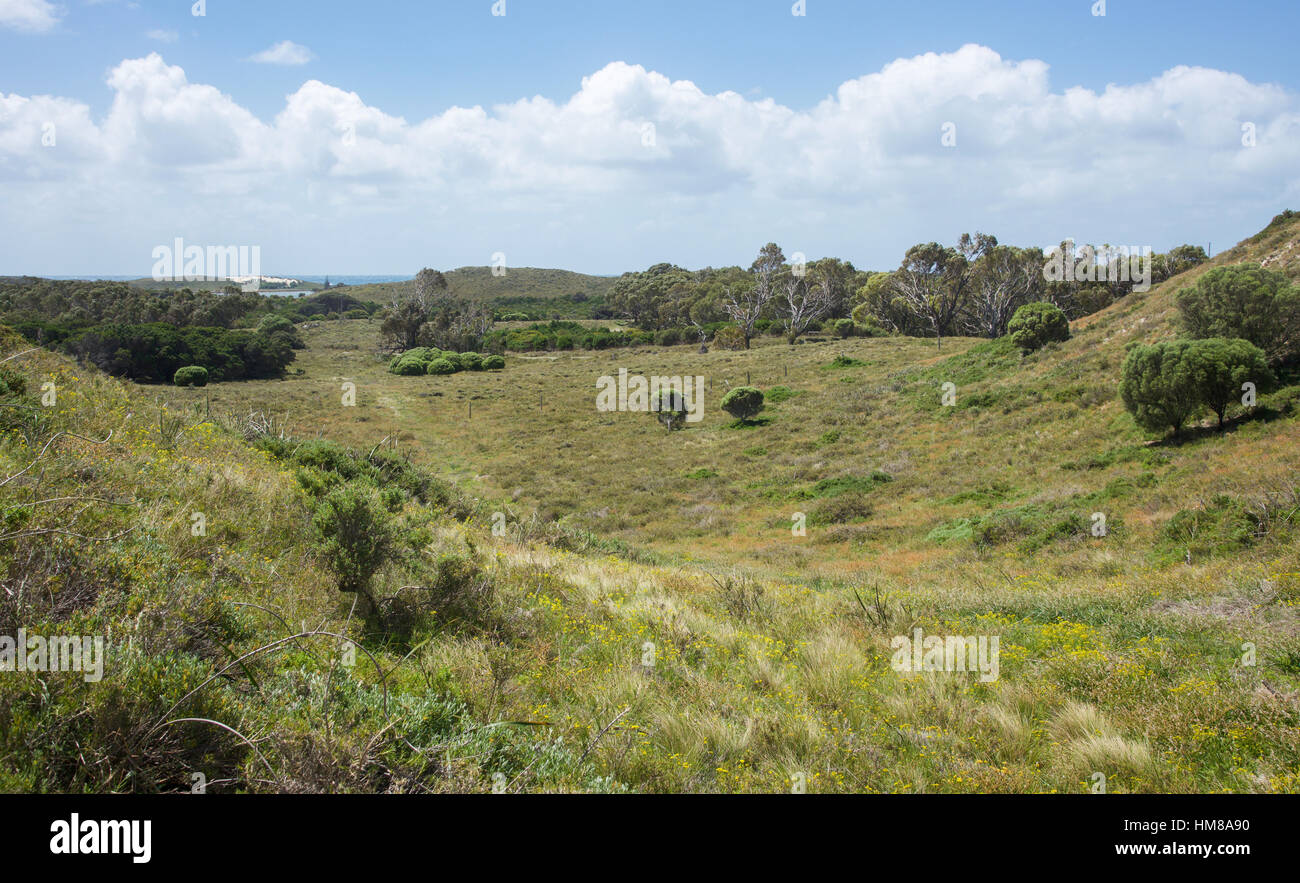 Collines avec végétation luxuriante flore au Rottnest Island en Australie occidentale. Banque D'Images