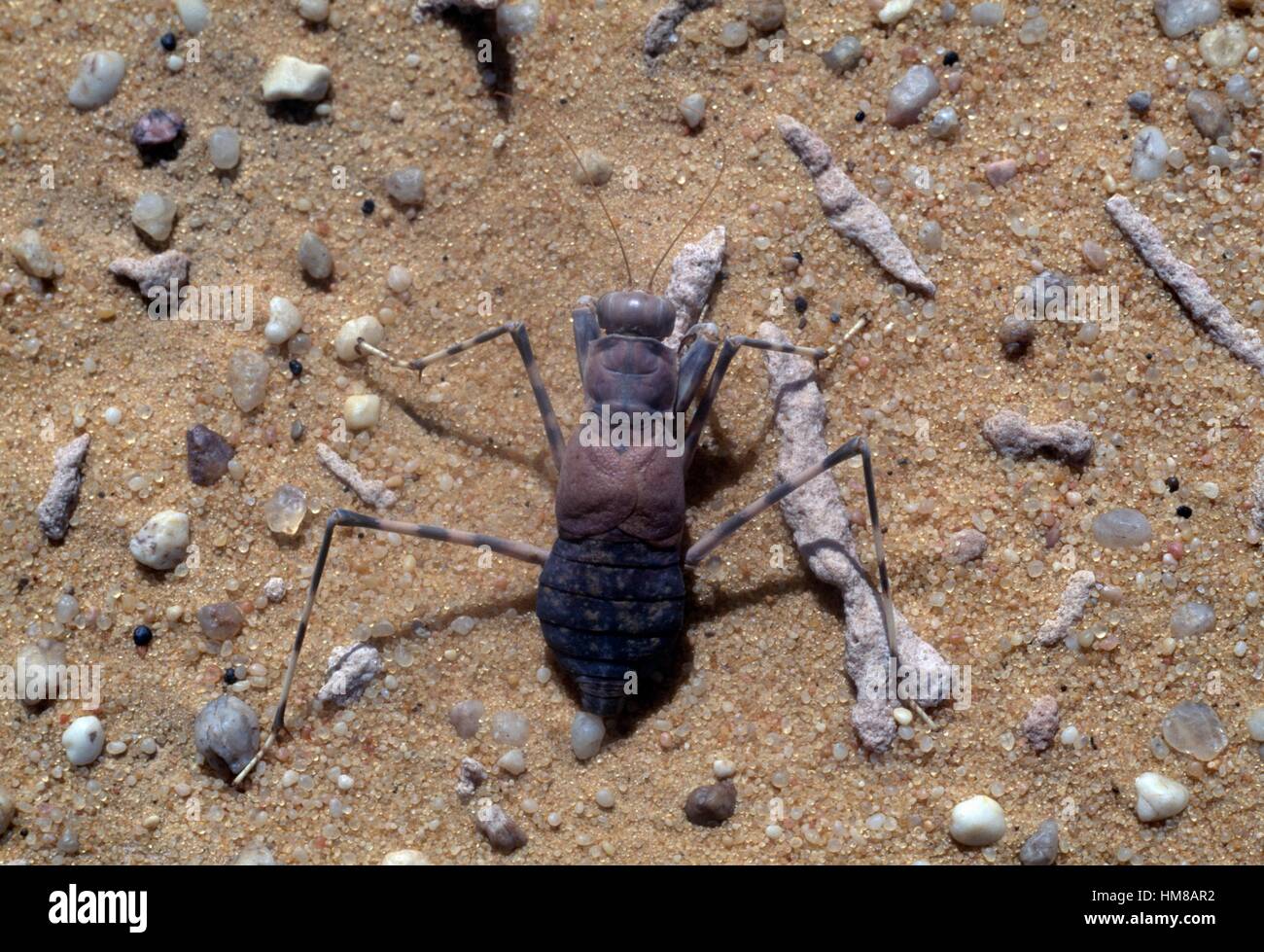Eremiaphila, insecte, désert de Libye, l'Egypte. Banque D'Images