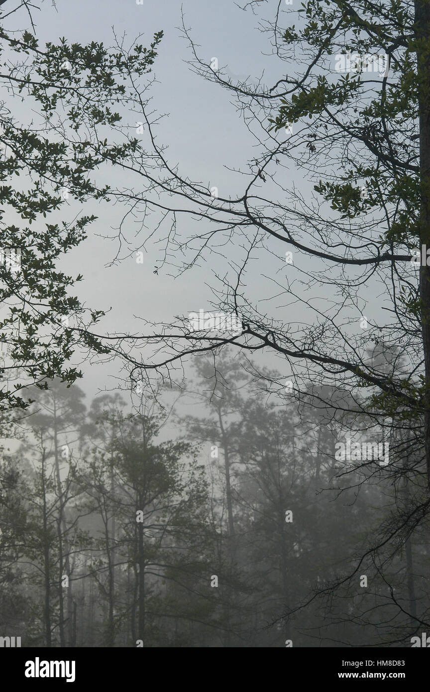 Les branches d'arbres en silhouette Banque D'Images