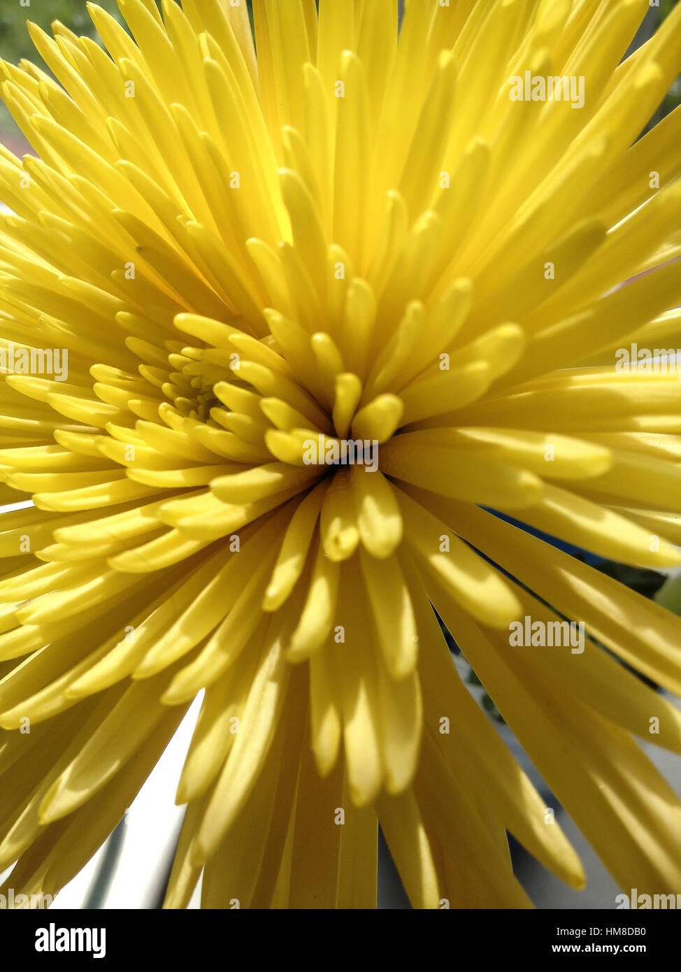 Fleur jaune Banque D'Images