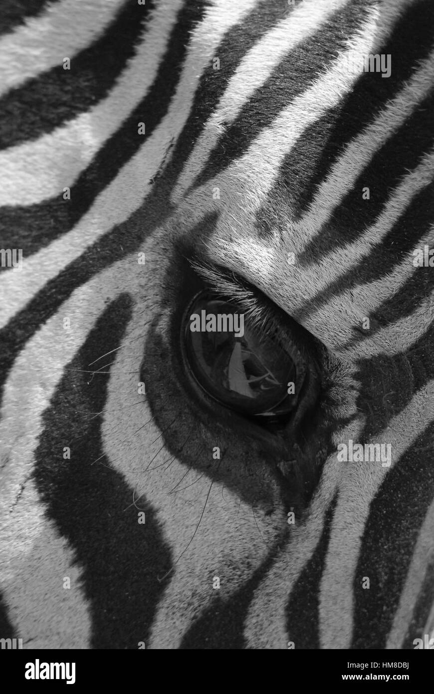 Novembre, 2009. Louisiane, Etats-Unis. Détails œil Zebra. Banque D'Images